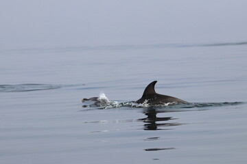 Fototapeta premium bottlenose dolphin