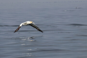 australasian gannet