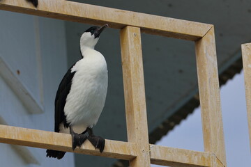 black-faced cormorant