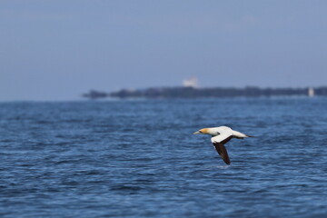 gannet