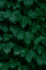 Ivy leaves. Green leafy background. Foliage nature