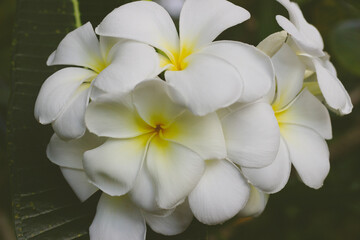 Close up of white frangipani flowers