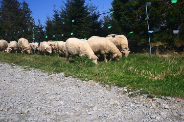 Fototapeta premium a flock of sheep walks along a mountain path and grazes