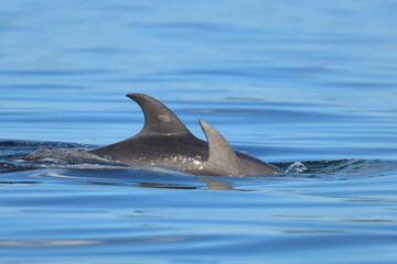 bottlenose dolphin