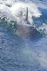 bottlenose dolphin