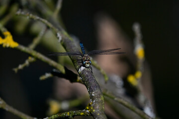 Herbst-Mosaikjungfer // Migrant hawker (Aeshna mixta)