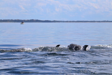 Obraz premium bottlenose dolphin