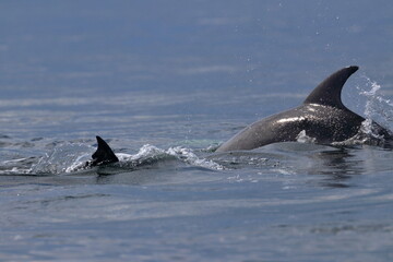 bottlenose dolphin