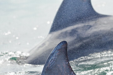 bottlenose dolphin © Thomas