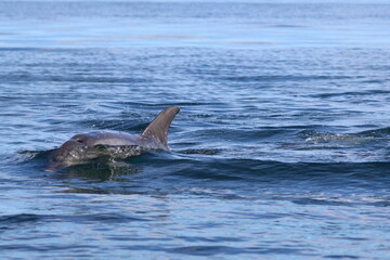 Fototapeta premium bottlenose dolphin