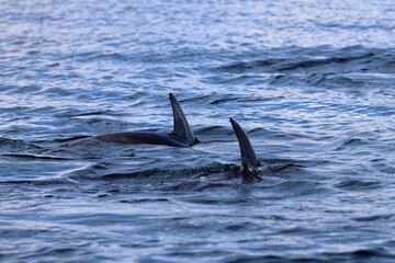 bottlenose dolphins