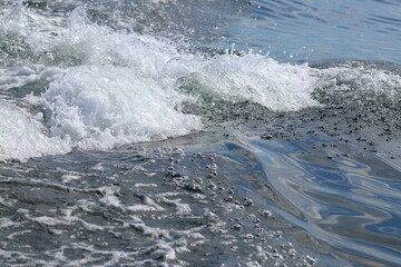 bottlenose dolphins