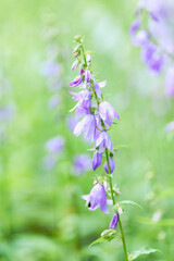 Nature background with spring flowers. Selective and soft focus. Close up.