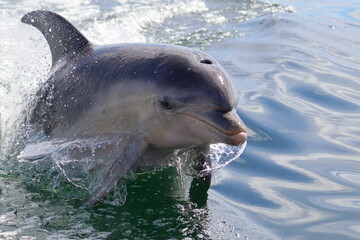 bottlenose dolphins