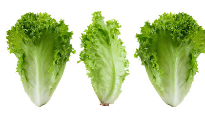 Set of Green Lettuce with leaves isolated on background