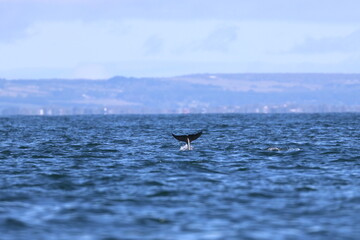 bottlenose dolphins