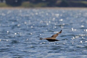 brown skua