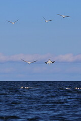 diving gannet