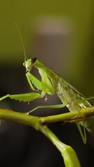 green praying mantis