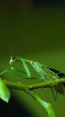 green praying mantis