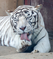 An albino tiger licks its paw