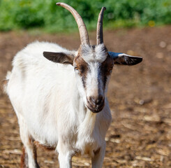 Portrait of a goat on a farm