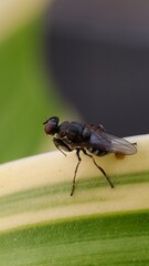 Green fly macro photography