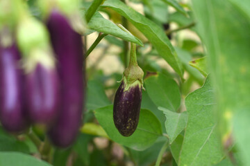Fresh long purple brinjal (eggplant) hanging on the plant, brinjal in the vegetable field waiting to be picked for consumption. brinjal hanging on the brinjal plant. Fresh vegetable, healthy vegetable