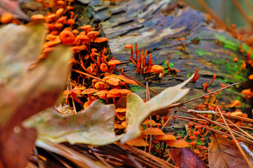 The photograph captures vibrant orange mushrooms growing on a decaying log on the forest floor. Surrounded by pine needles and forest debris, the fungi thrive in their natural habitat.