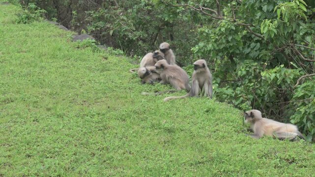 Kolhapur , India - 8 September 2024 A family of black faced monkeys or gray langurs or Semnopithecus Monkeys playing with each other on the fort wall at Maharashtra India