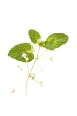 Fototapeta premium Close-up of fresh mint on white background