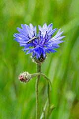 Bright colorful Cornflower flower knapweed, Centaurea. outdoors. High quality photo