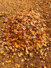 Leaves from a tree on the ground in autumn