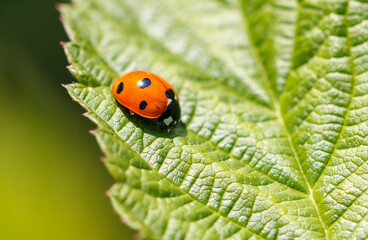 Ladybug on a green leaf. Macro