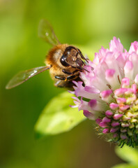 Bee on a pink clover flower. Macro