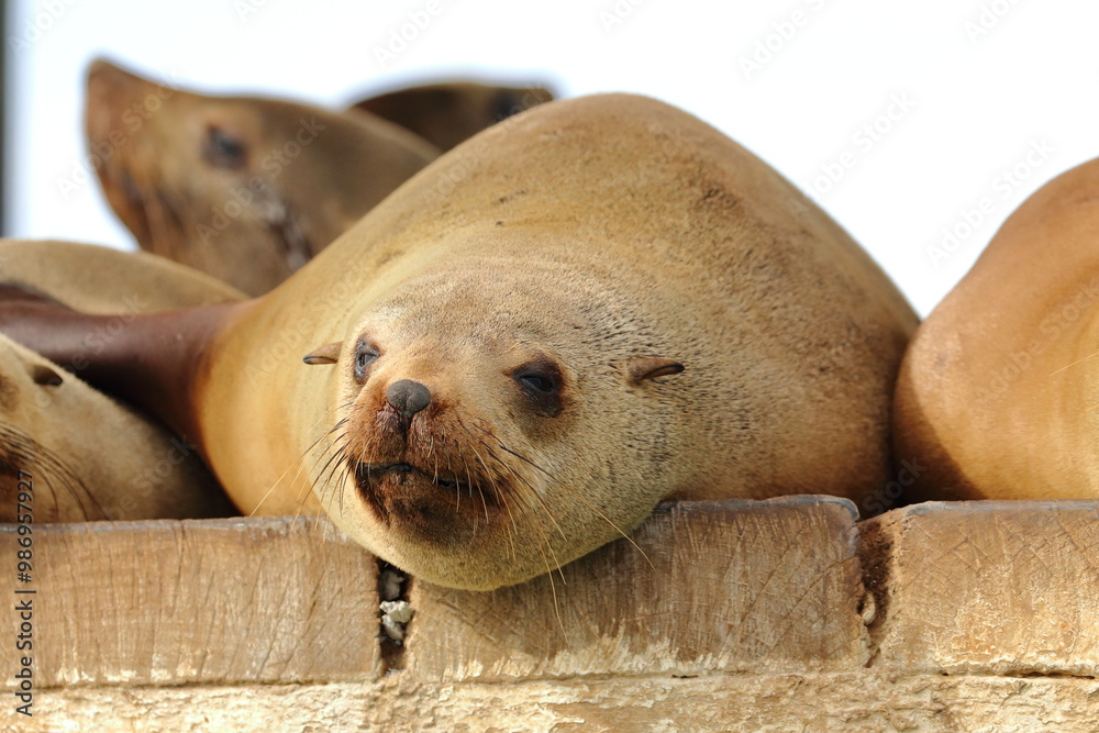 Sticker fur seal