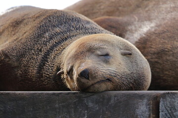 Fototapeta premium fur seal