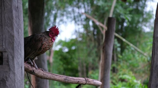 A rooster standing on wooden branch