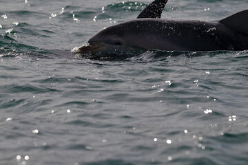 dolphins