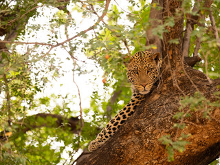 a curious young male leopard