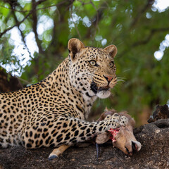 a young male leopard feeding on an impala carcass in a mashatu tree