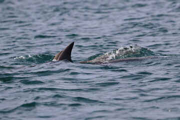 Naklejka premium dolphins