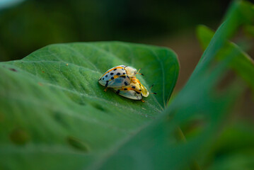 ladybug on a leaf