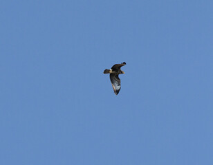 Vogel, Greifvogel, Mäusebussard, fliegen, Raubvogel