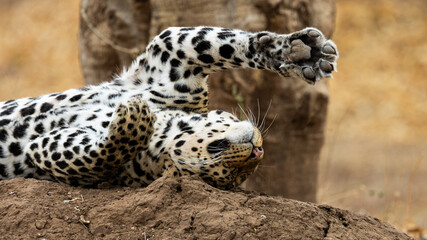 the paw of a leopard © Jurgens