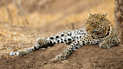a leopard on a termite mound