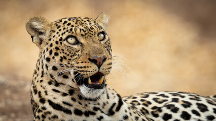 the beautiful eyes of leopardess