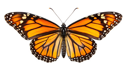 Fototapeta premium Monarch Butterfly on a Transparent PNG Background