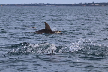 Fototapeta premium dolphins