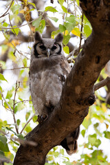 a verreaux's eagle owl in a tree